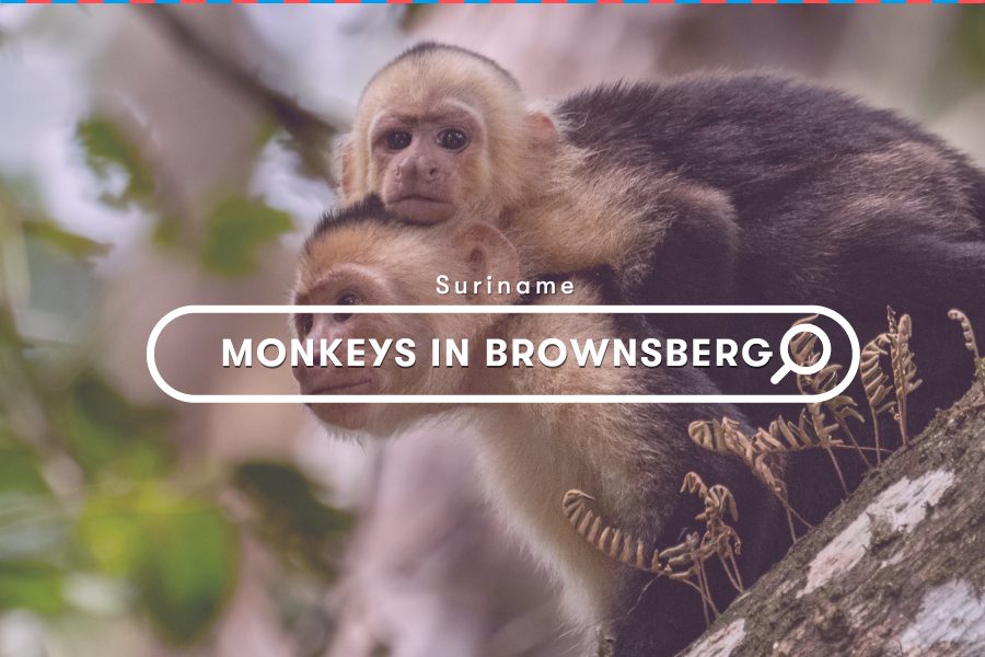 Activities: Monkeys in Brownsberg